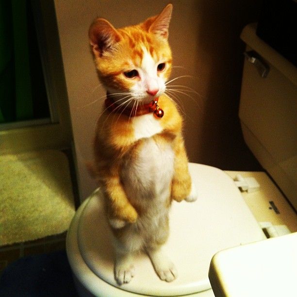stand_up_cat.jpg