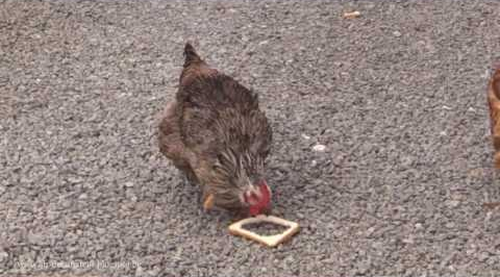 stupid_chicken.png
