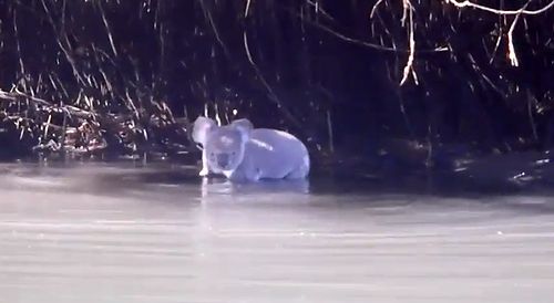 swim_koala.jpg