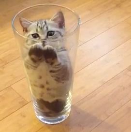 the_cat_in_the_vase.jpg
