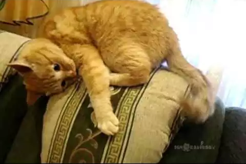 the_insane_cat.png