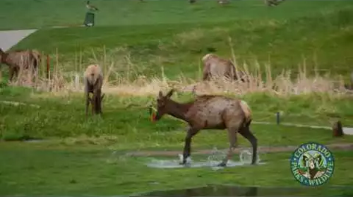 this_elk_loves_rain.png