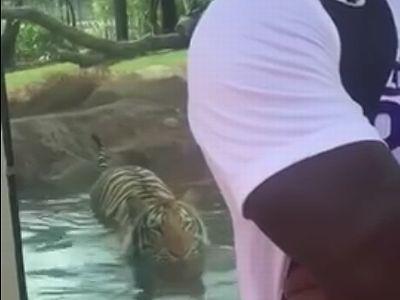tiger_slowly_creeps_up.jpg