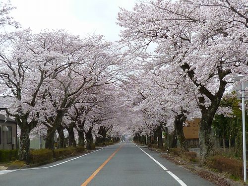 tomioka_sakura01.jpg