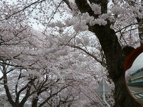 tomioka_sakura02.jpg