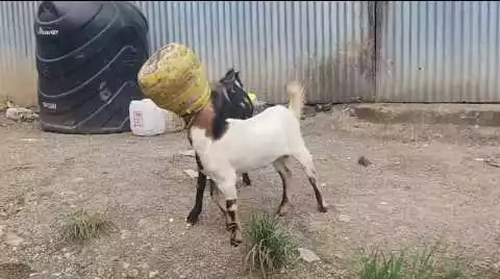 two_goats.png