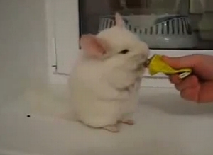 two_legs_chinchilla.jpg