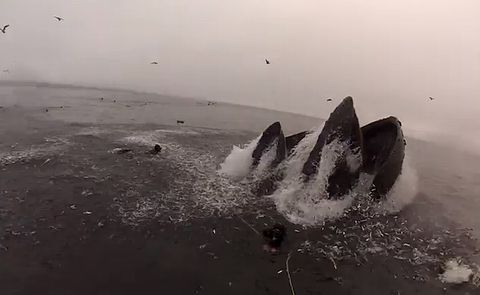 whales_almost_eat.jpg