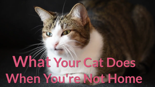 what_your_cat.png