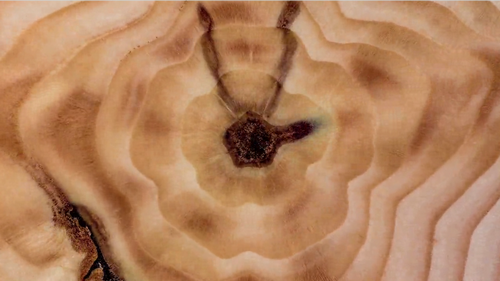 woodswimmer.png