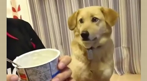 yogurt_dog.png